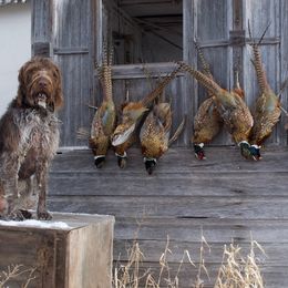 German Wirehaired Pointer All Grown Up from Osborne’s Wirehairs
