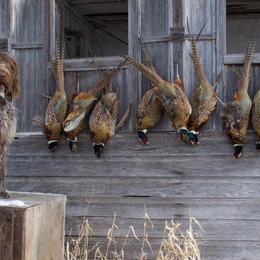 German Wirehaired Pointer All Grown Up from Osborne’s Wirehairs