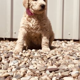 Bernedoodle and Labradoodle Puppies from Royal Doodles
