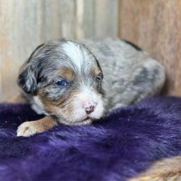 Cookie - Blue merle female Bernedoodle puppy in El Campo, Texas from Little Fur Friends Bernedoodles