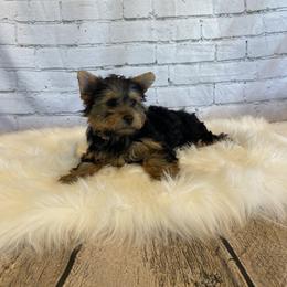 Goldendoodle and Yorkshire Terrier Puppies from Pups of the Lowcountry