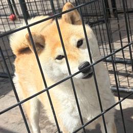 Shiba Inu puppies from Hillsdale Shibas