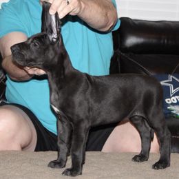 Great Danes from Summit View Great Danes