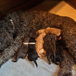 Labradoodle puppies from Zehr’s Labradoodles & Bernedoodles