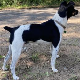 Levi - Rat Terrier