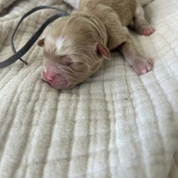 Grey Collar - Red male Havapoo puppy in Powder Springs, Georgia from West Cobb Dogs