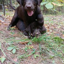 Labrador Retriever Puppies from C Eastons chocolate lab