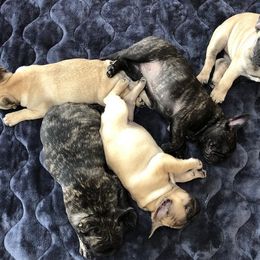  Puppies from Creme De La Creme French Bulldogs