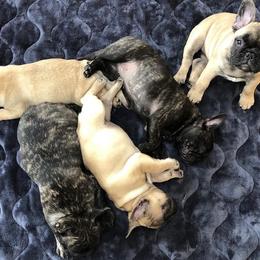  Puppies from Creme De La Creme French Bulldogs