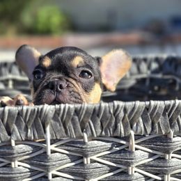 French Bulldog Puppies from County Of Orange Frenchie Family