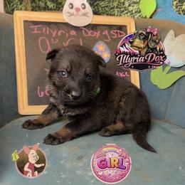 Piglet - Sable female German Shepherd puppy in Livingston, Kentucky from Illyria Dox & GSD
