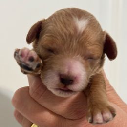 Girl 1 - Buff female Cockapoo puppy in Granger, Iowa from M&M Cockapoos of Iowa