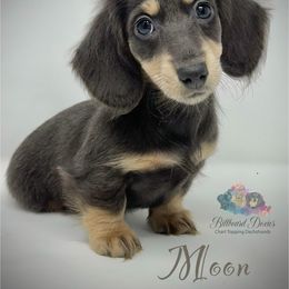 Moon - Blue and cream Dachshund puppy in Magnolia, Texas from Billboard Doxies