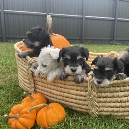 Miniature Schnauzer Puppies from Miniature Schnauzer Paradise llc