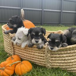 Miniature Schnauzer Puppies from Miniature Schnauzer Paradise llc