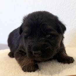 Brown Boy 5 - Black and red male German Shepherd puppy in Vancouver, Washington from Purebred Elite Shepherds