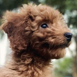 Poodles from Herringbone ‘s Poodles