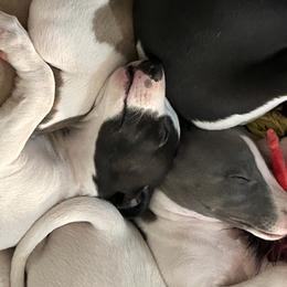 Whippet Puppies from Sonsteby