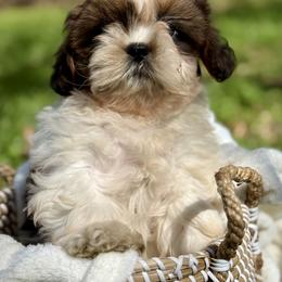 Mr green - Brindle and white male Shih Tzu puppy in Waco, Texas from Shih Tzus To Love