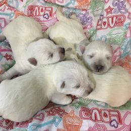 Luna - White female West Highland White Terrier puppy in Park Rapids, Minnesota from Peggy’s Terriers