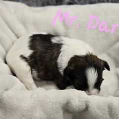 Mr. Darcy - Brown and white male Shichon puppy in Bradford, Ohio from Ted E. Bear Patch