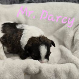 Mr. Darcy - Brown and white male Shichon puppy in Bradford, Ohio from Ted E. Bear Patch