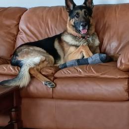 Bear - German Shepherd