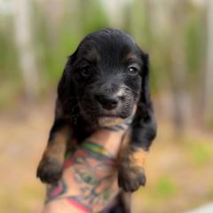 Biscuit - Black and tan male Dachshund puppy in Solon Springs, Wisconsin from Werpstead Shorties