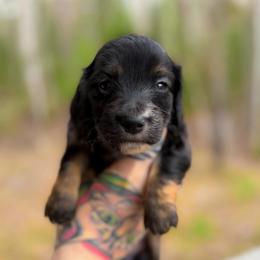 Biscuit - Black and tan male Dachshund puppy in Solon Springs, Wisconsin from Werpstead Shorties
