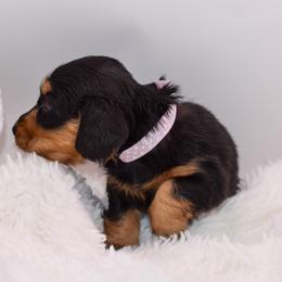 Pink collar female - Black and tan female Dachshund puppy in Maurice, Louisiana from Hart Dachshunds