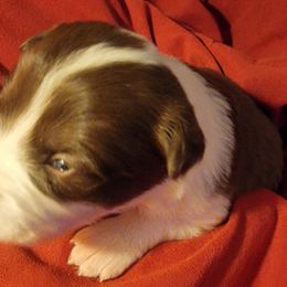Girl 4 - Border Collie puppy in Chino Valley, Arizona from Dog Pond Border Collies