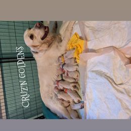Golden Retriever Puppies from Cruz'n Golden Retrievers