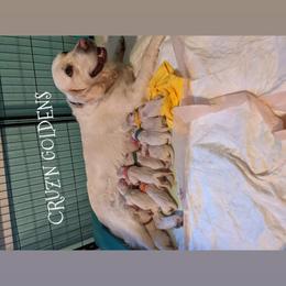 Golden Retriever Puppies from Cruz'n Golden Retrievers