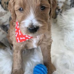 Goldendoodle Puppies from Goldendoodle Baby