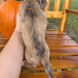 Annabelle - Cream female Dachshund puppy in Dawson, Alabama from Bells Dashing Dachshunds