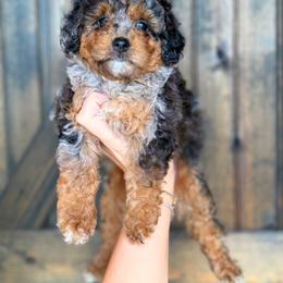 Mary Jane - Merle female Goldendoodle puppy in Spring Hill, Florida from Parisian Puppies