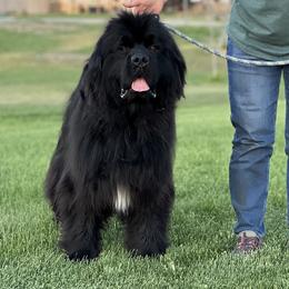 Gunner - Newfoundland