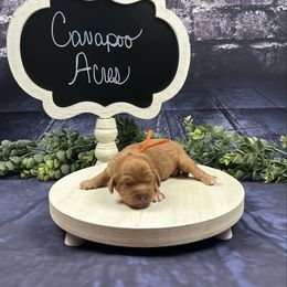 Toulouse - Red male Cavapoo puppy in Lancaster, Missouri from Cavapoo Acres