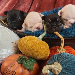 French Bulldog Puppies from PHP's Starbulls