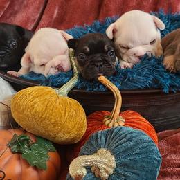 French Bulldog Puppies from PHP's Starbulls
