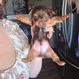 Ckc Chocolate Boy - Chocolate, tan and white male Yorkshire Terrier puppy in Lakeland, Florida from You Me & The Yorkies