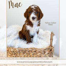 Mac - Red  male Goldendoodle puppy in Bell Buckle, Tennessee from Precious Puptown Doodles