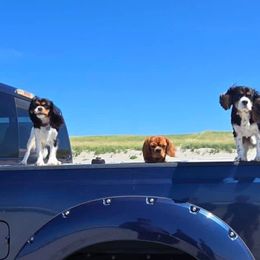 Cavalier King Charles Spaniels from Sunny Valley Cavaliers