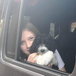 Goldendoodle and Poodle Puppies from Elizabeth Rocha's Doodles