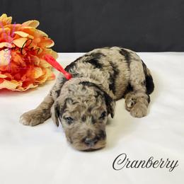 Cranberry - Merle female Cockapoo puppy in Mancelona, Michigan from Lavender poodles & doodles