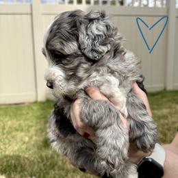 Bernedoodle, Cavalier King Charles Spaniel, and Poodle Puppies from Ellas.Pups (Bernedoodles & Cavapoos)