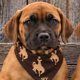 Buzz Lightyear-Red Collar - Brown male Boerboel puppy in Laramie, Wyoming from Standing Stone Boerboels