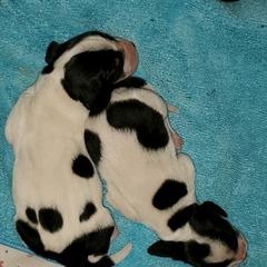Basset Hounds from Landry Shack