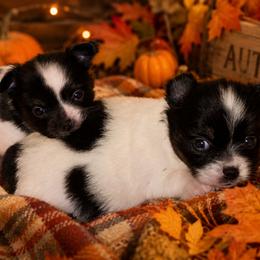 Chihuahua puppies from Angelique Dalley