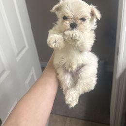 Maltese Puppies from Kallos kennels